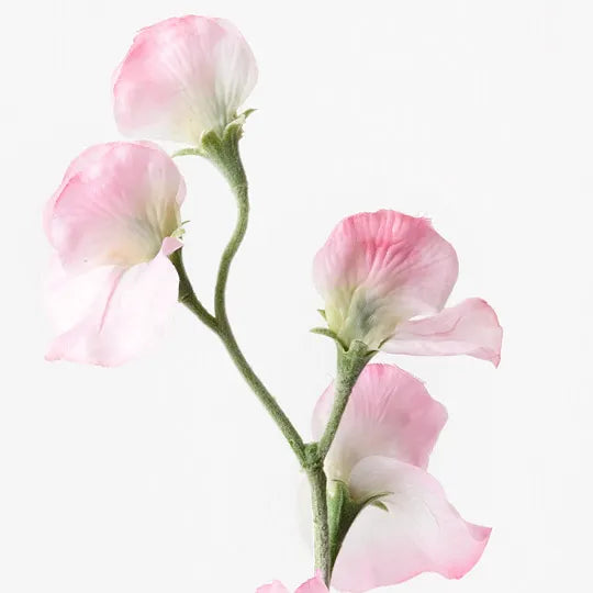 Sweetpea Spray Pink White 64cm Set of 12