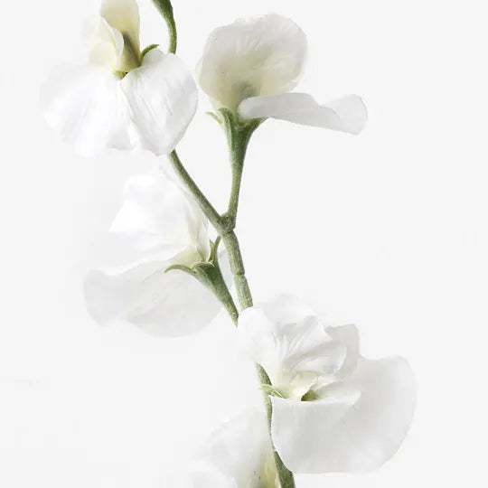 Sweetpea Spray White 64cm Set of 12