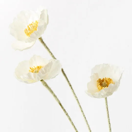 Poppy Iceland Spray White 60cm Set of 12