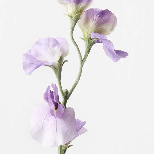 Sweetpea Spray Lavender 64cm Set of 12