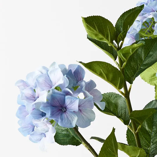 Hydrangea Plant French Blue 69cm Set of 2