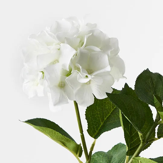 Hydrangea Plant White 30cm Set of 6