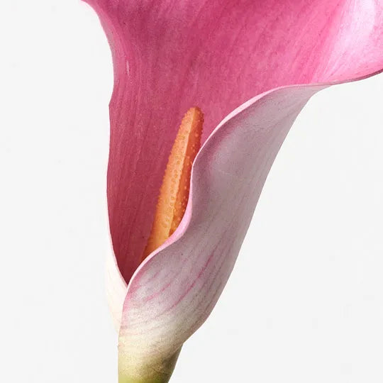 Calla Lily Fuschia Pink 61cm Set of 24