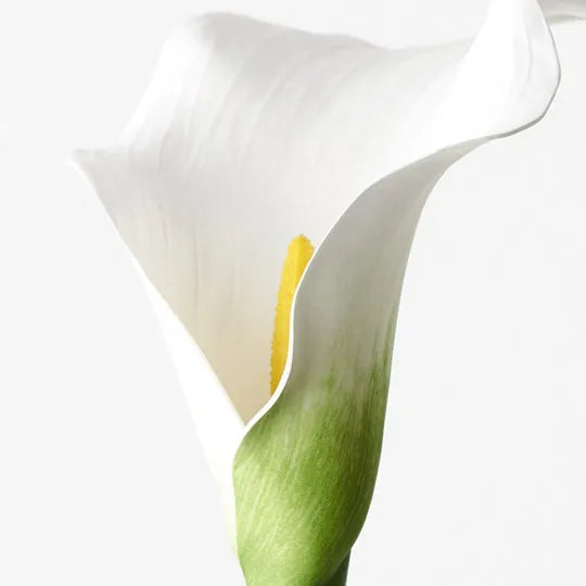 Calla Lily White 61cm Set of 24