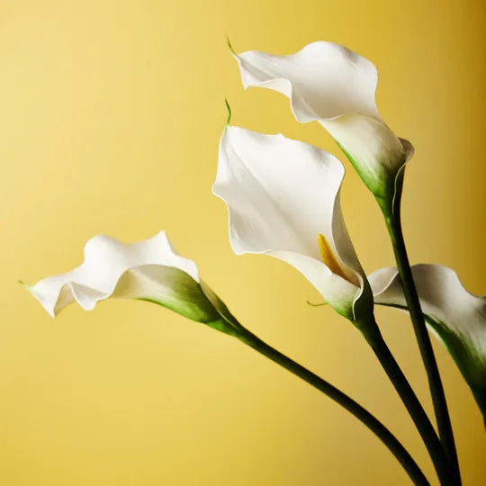 Calla Lily White 61cm Set of 24