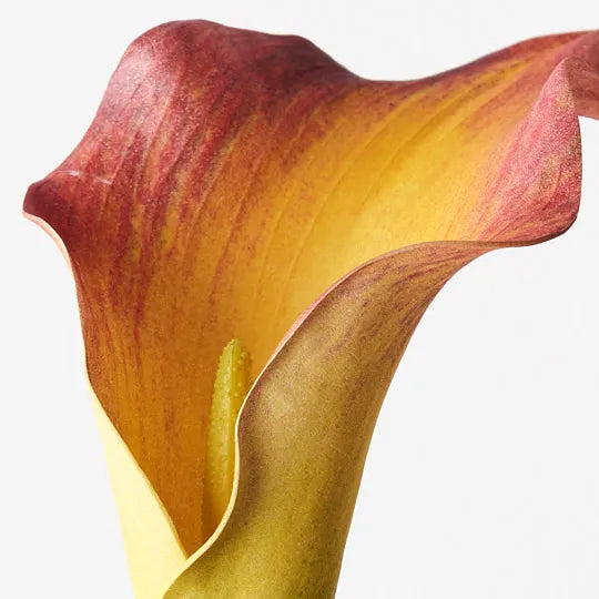 Calla Lily Flame Red 61cm Set of 24