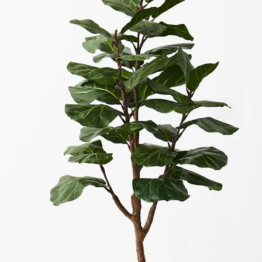 Fiddle Leaf Tree Green 145cm Set of 2