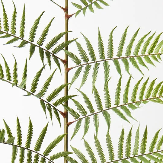 Fern Frond Green 167cm Set of 4