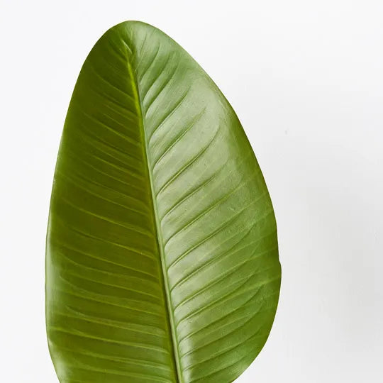 Banana Palm Leaf Green 1100cm Set of 12