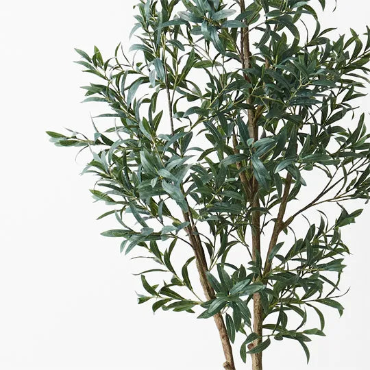 Olive Tree Green Without Fruit Grey 200cm