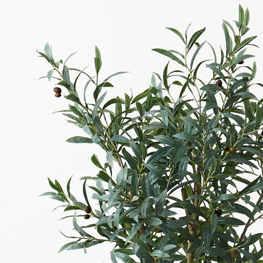 Olive Tree Grey 120cm