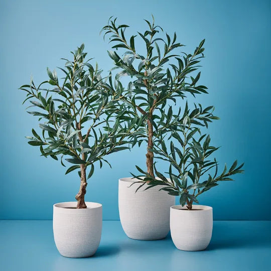 Olive Tree Without Fruit Grey 50cm Set of 2