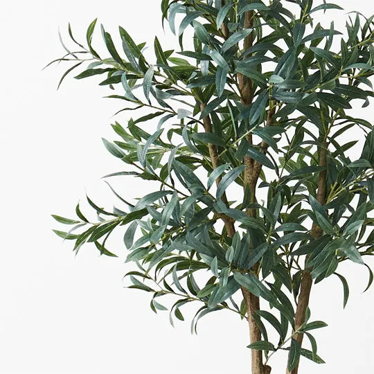 Olive Tree Green Without Fruit Grey 170cm