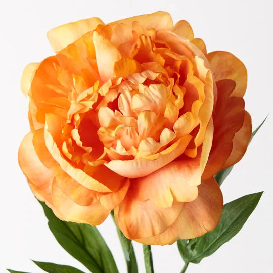 Peony Orange 63cm Set of 12