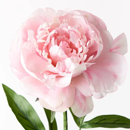 Peony Pink 63cm Set of 12