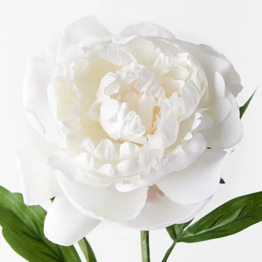 Peony White 63cm Set of 12