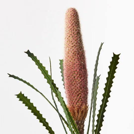 Banksia Pencil Cone Pink 73cm Set of 12