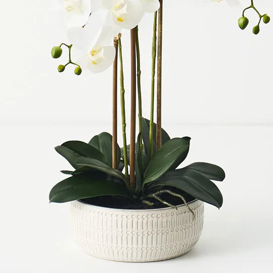 Orchid Phalaenopsis in Trojan Bowl 63cm