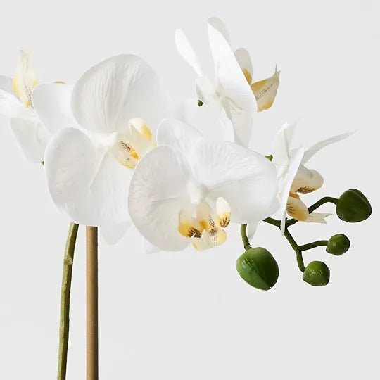 Orchid Phalaenopsis in Vase 35cm Set of 6