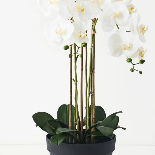 Orchid Phalaenopsis in Pot 100cm