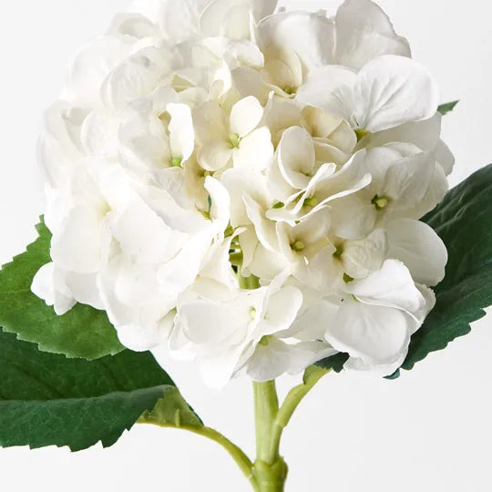 Hydrangea Water Stem White 50cm Set of 12