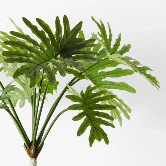 Philodendron Selloum Plant Green 160cm Set of 2
