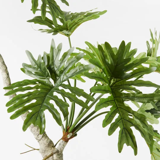 Philodendron Selloum Plant Green 170cm