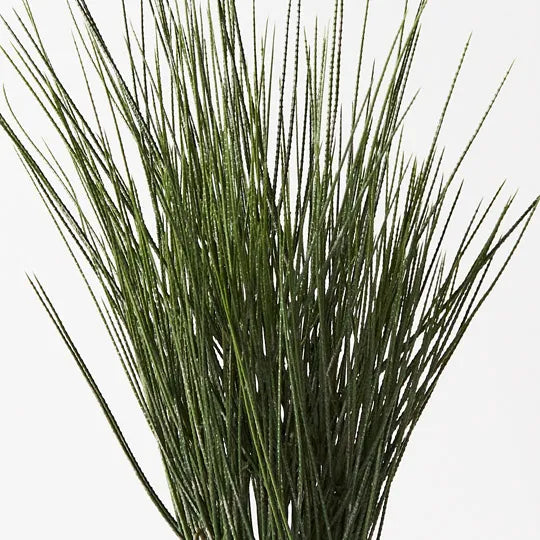Tillandsia Grass in Pot Green 63cm Set of 4