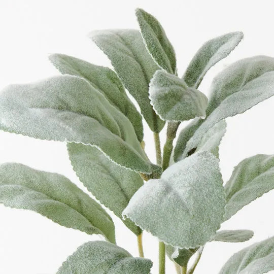 Lambs Ear Leaf Pick Grey Green 36cm Set of 24