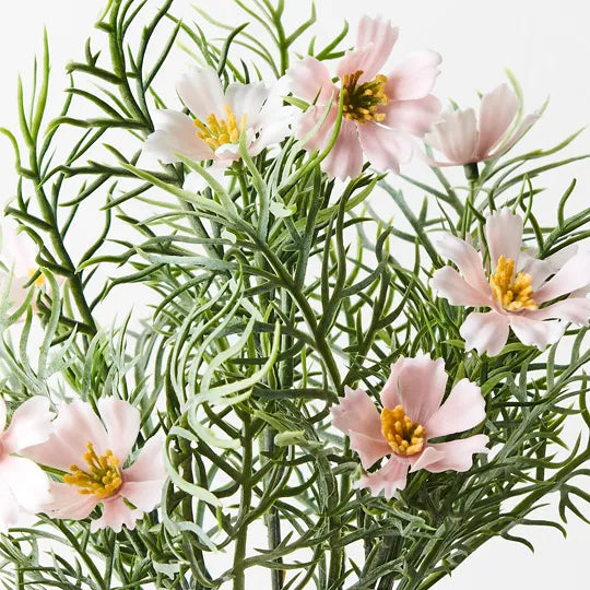 Cosmos Bush Light Pink 30cm Set of 12