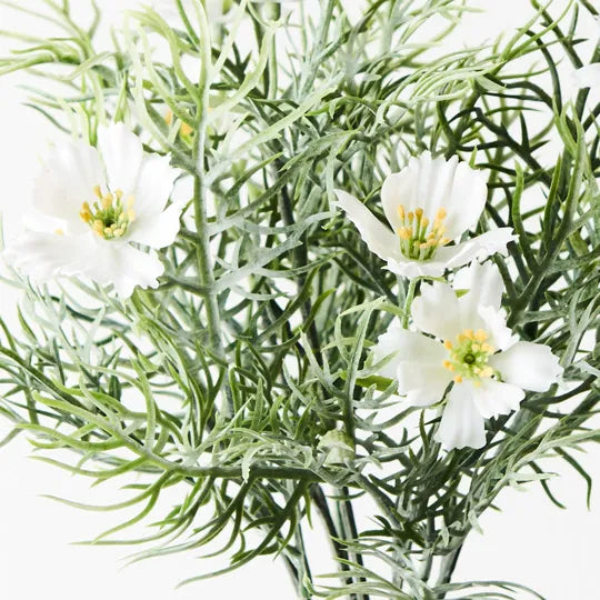 Cosmos Bush White 30cm Set of 12