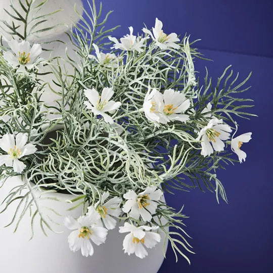 Cosmos Bush White 30cm Set of 12