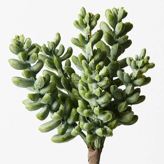 Sedum Grey Green 17cm Set of 12