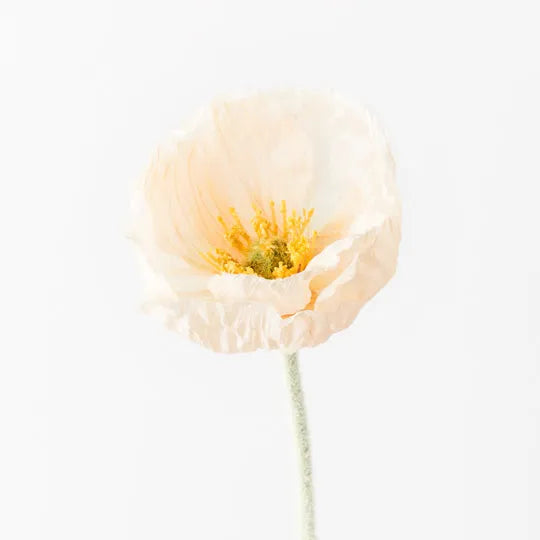 Poppy Iceland Peach 58cm Set of 24