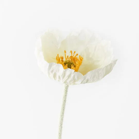 Poppy Iceland White 58cm Set of 24