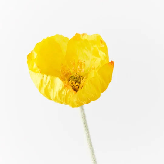 Poppy Iceland Yellow 58cm Set of 24