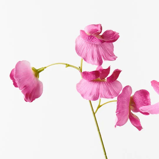 Sweet Pea Spray Fuschia 60cm Set of 24