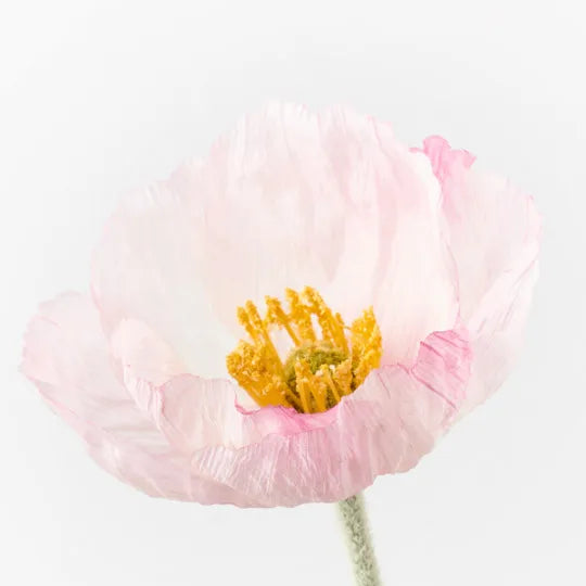 Poppy Iceland Light Pink 58cm Set of 24