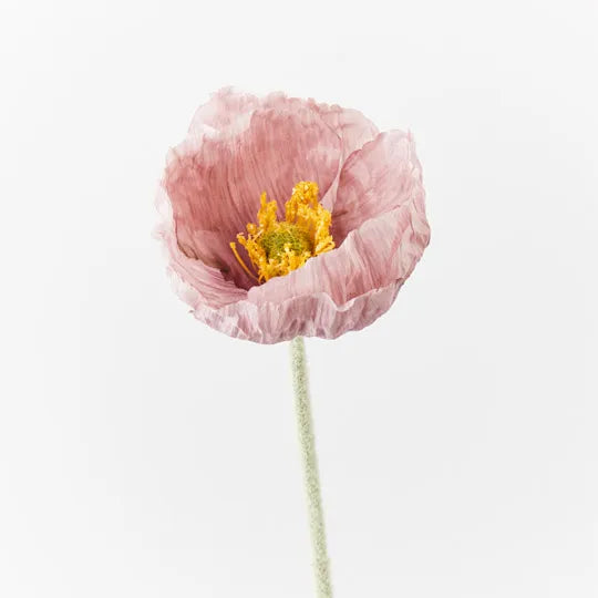 Poppy Iceland Lavender 58cm Set of 24