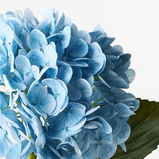 Hydrangea Light Blue 49cm Set of 12