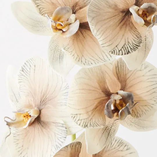 Orchid Phalaenopsis Infused x6 Almond 86cm - Pack of 12