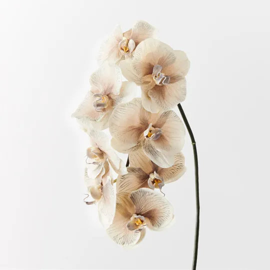 Orchid Phalaenopsis Infused x8 Almond 96cm - Pack of 12