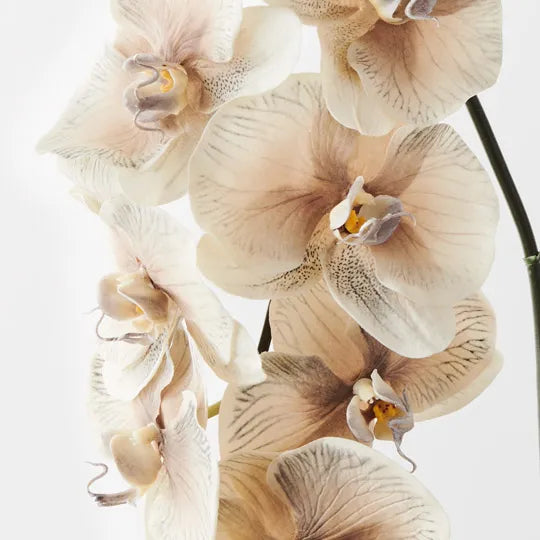 Orchid Phalaenopsis Infused x8 Almond 96cm - Pack of 12