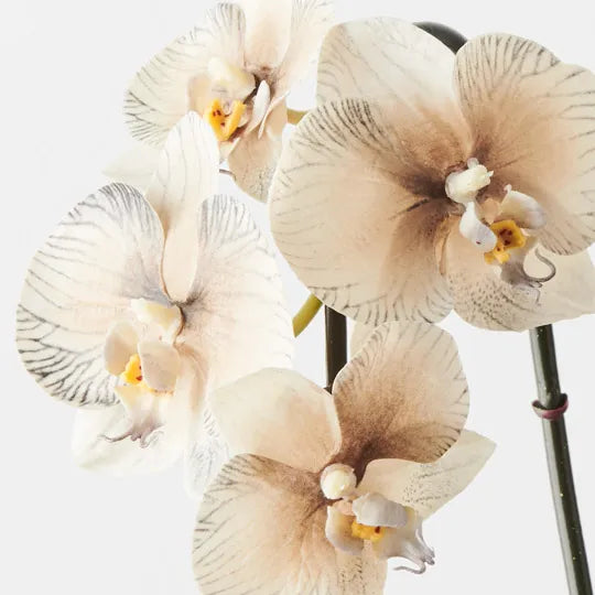 Orchid Phalaenopsis Infused Mini Almond 51cm - Pack of 12