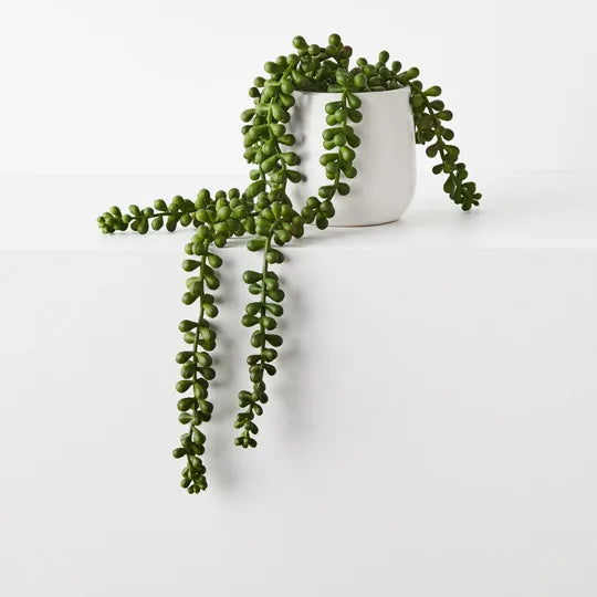 String of Pearls in Pot Green 45cm - Pack of 4
