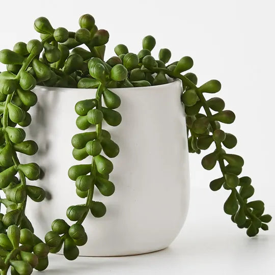 String of Pearls in Pot Green 45cm - Pack of 4