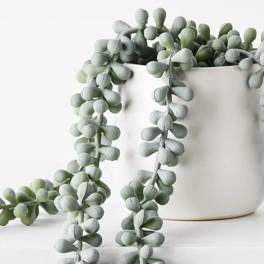 String of Pearls in Pot Grey Green 45cm - Pack of 4