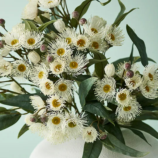 Eucalyptus Flowering Spray White 76cm - Pack of 12