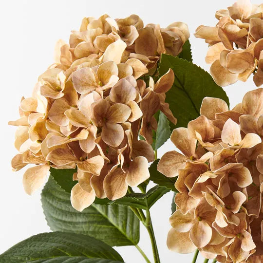 Hydrangea Bush Coffee 50cm - Pack of 12