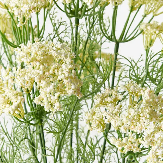 Queen Annes Lace Bush White 42cm - Pack of 12